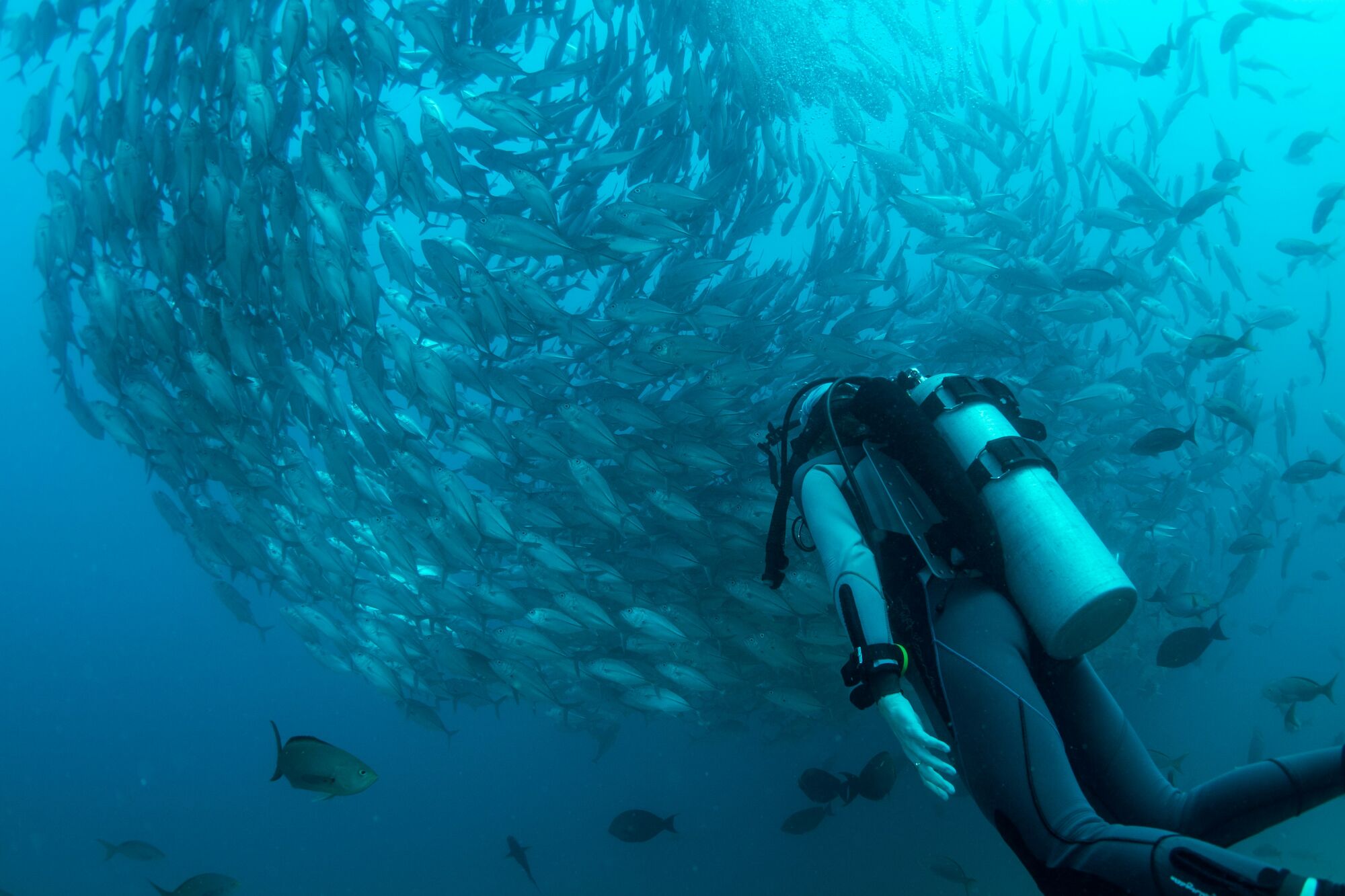 A scuba diver is underwater, swimming near a large school of fish that are forming a swirling pattern in the blue ocean.